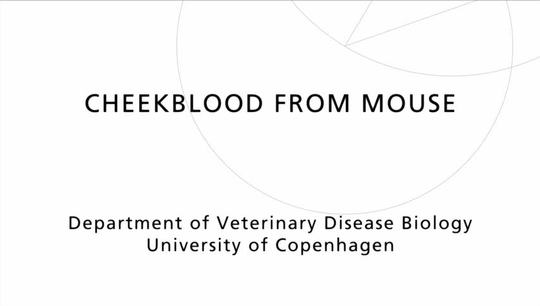 Cheek blood from mice.mov