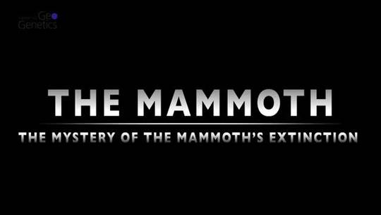 The mystery of mammoth's extinction