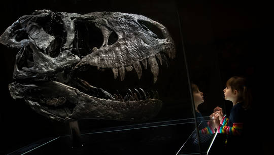 Dinosaurernes konge - stå ansigt til ansigt med en ægte T. rex