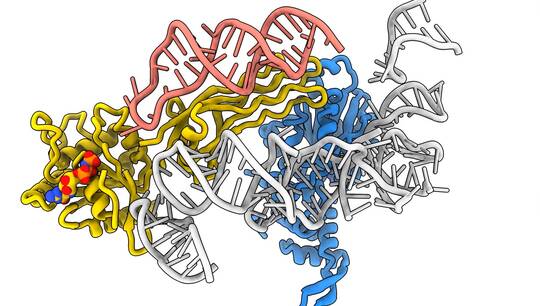 The complex assembling process of the ribosome. Video: Eva Kummer. 