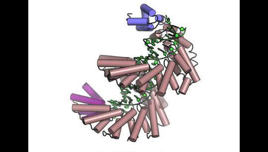 Conformational changes upon DNA recognition 2